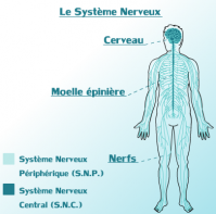 Systeme nerveux central peripherique du corps humain